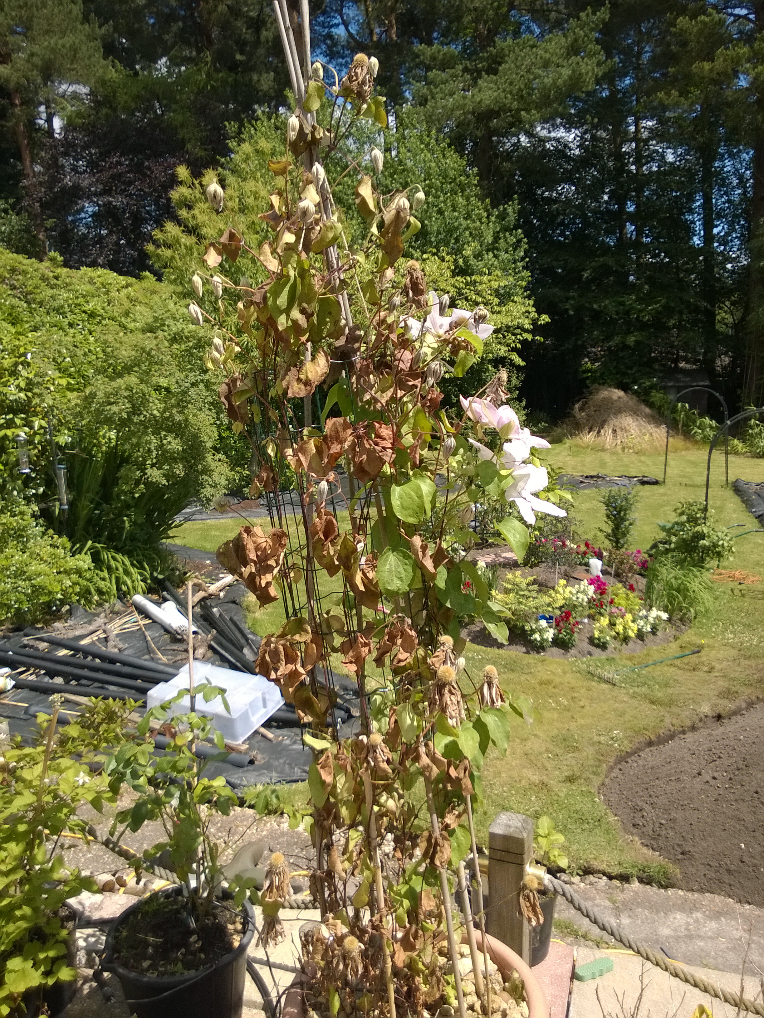 Clematis Wilt On Clematis Chantilly – Sunil's Garden