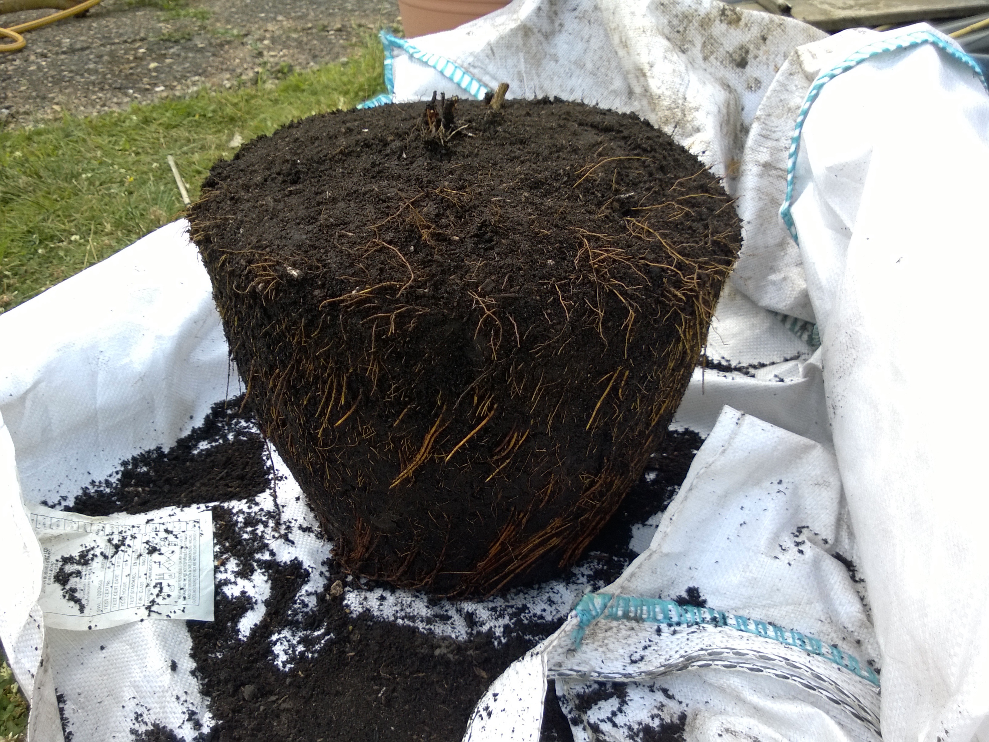 Clematis Chantilly Root Ball – The Garden at 13 Broom Acres