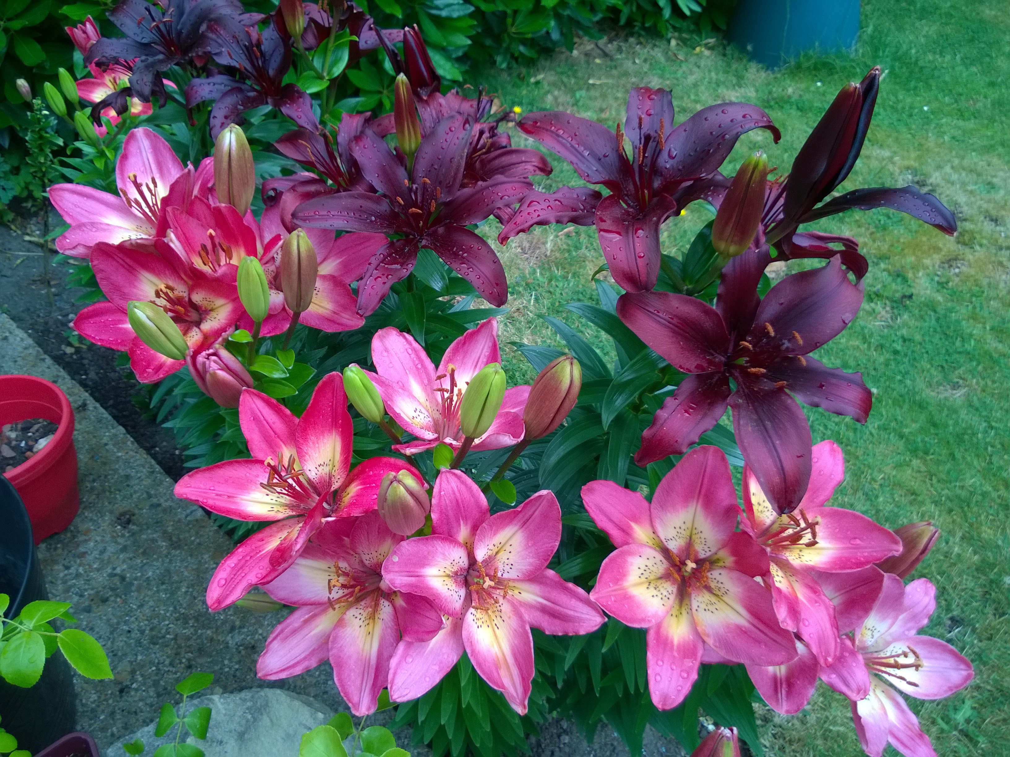 Mixed Lilies in Flower – The Garden at 13 Broom Acres